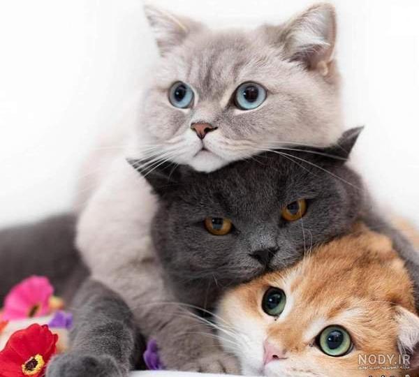 عکس های زیبای گربه ها عکس های زیبای گربه ها