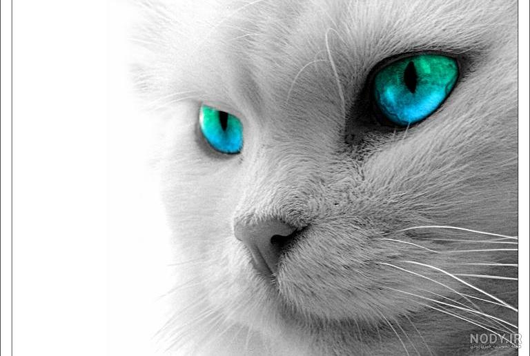 عکس پروفایل گربه خفن عکس پروفایل گربه خفن