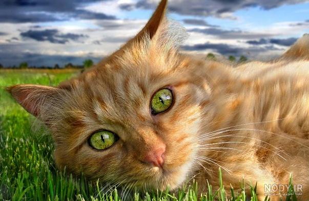 عکس گربه برای پروفایل واتساپ عکس گربه برای پروفایل واتساپ
