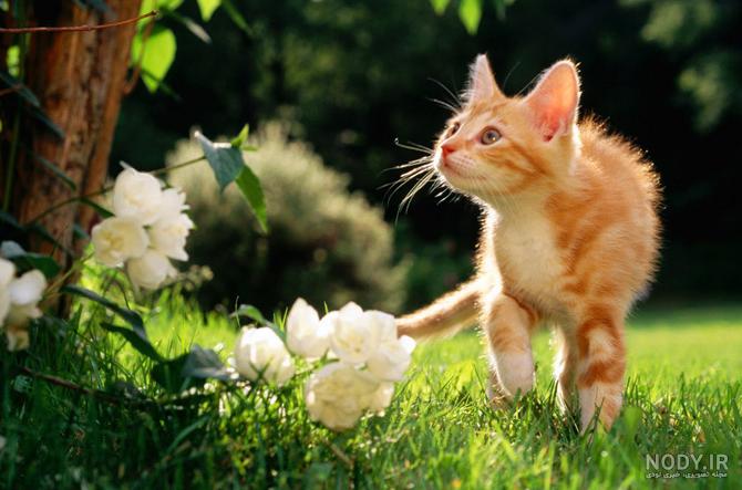 عکس گربه های خانگی عکس گربه های خانگی