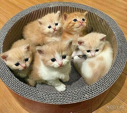 عکس گربه کارتونی برای پروفایل عکس گربه کارتونی برای پروفایل