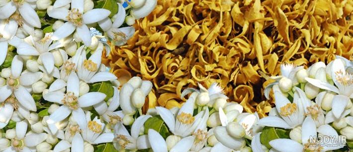 عکس گیاه خشک شده بهار نارنج عکس گیاه خشک شده بهار نارنج