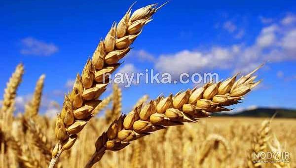 فرق جو و گندم