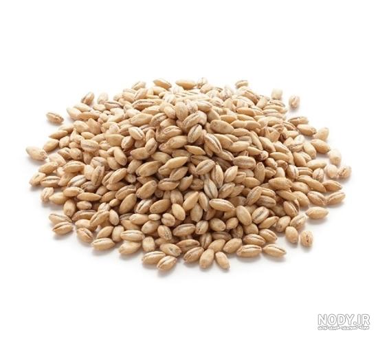 فرق جو و گندم نی نی سایت