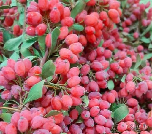 فروش نهال زرشک گلدانی فروش نهال زرشک گلدانی