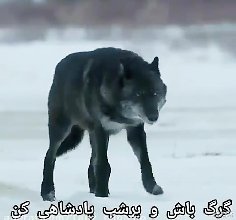فیلم لات دعوایی 3 فیلم لات دعوایی 3