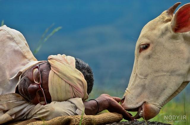 فیلم گاوی فیلم گاوی
