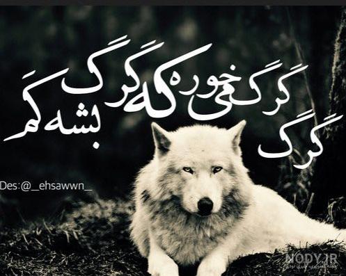 فیلم گرگ فیلم گرگ