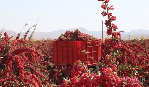 قیمت زرشک پفکی اعلا قیمت زرشک پفکی اعلا