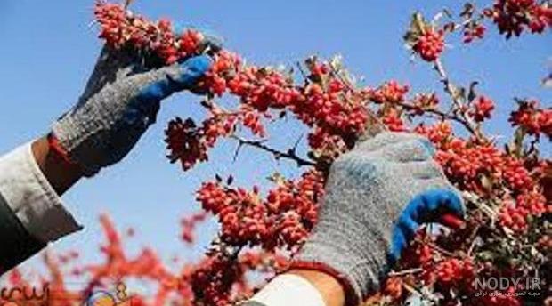 قیمت گیاه زرشک قیمت گیاه زرشک