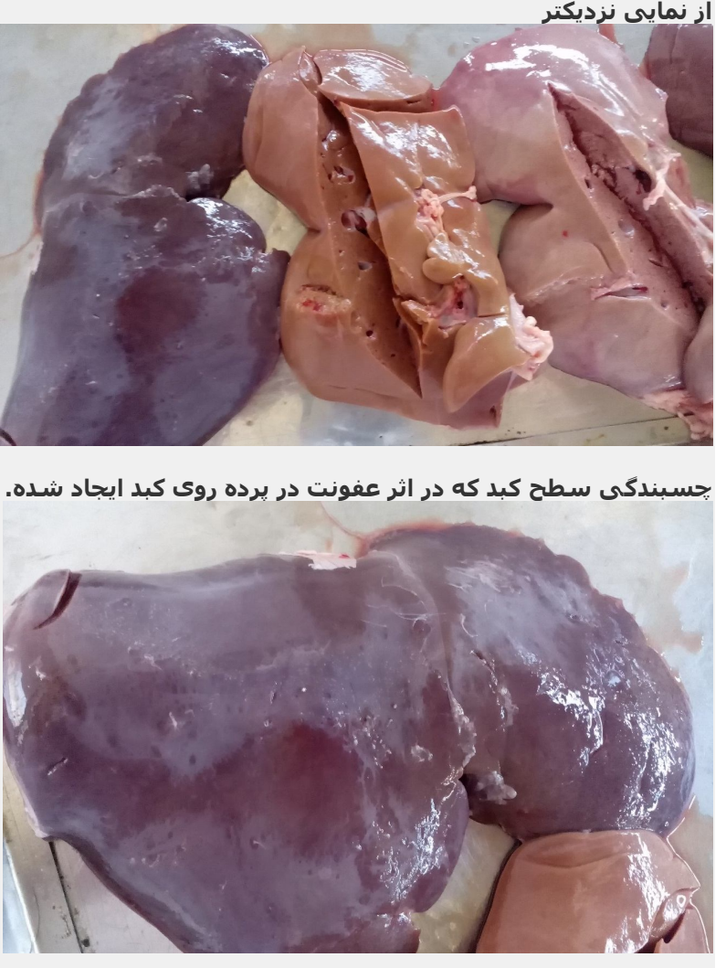 مضرات گوشت شتر مضرات گوشت شتر