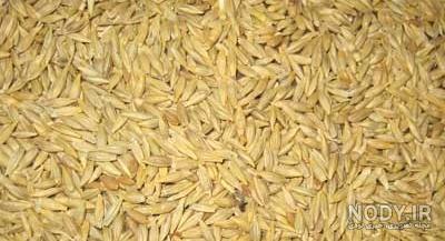 مقایسه ارزش غذایی گندم و جو