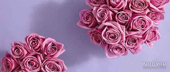 مناظر گلهای زیبا مناظر گلهای زیبا