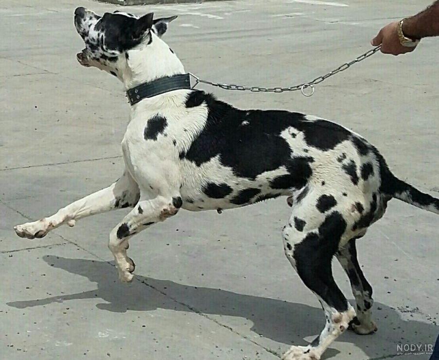 گاوی گاوی