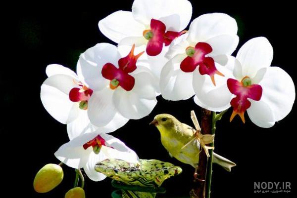 عکس گل ارکیده زرد
