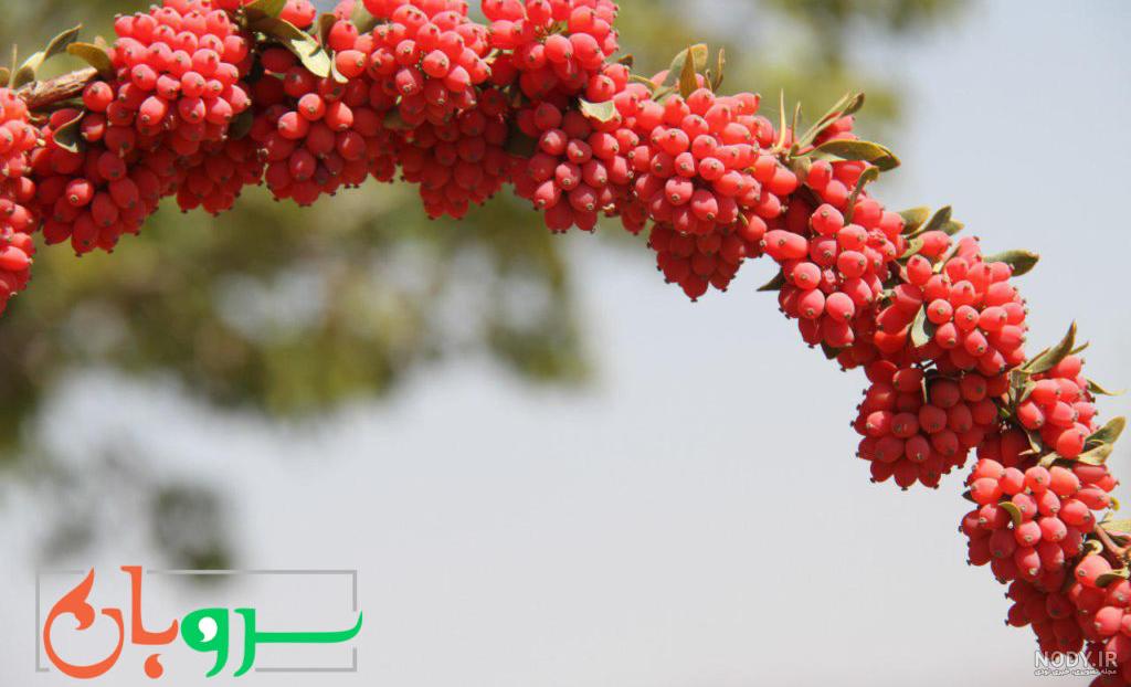 آب زرشک کوهی