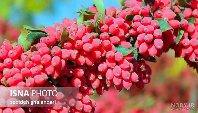 بهترین کود برای درخت زرشک