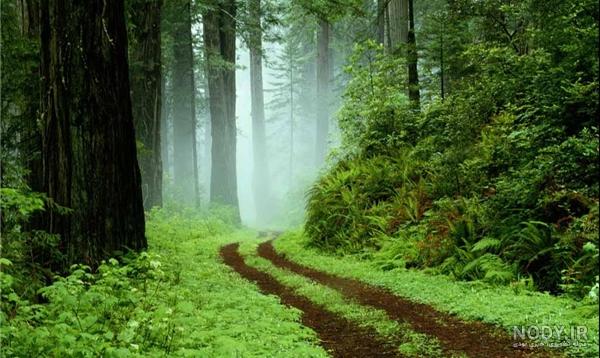 جاهای دیدنی گیسوم