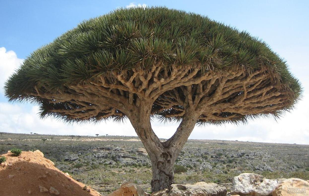 جمعیت شیعیان یمن