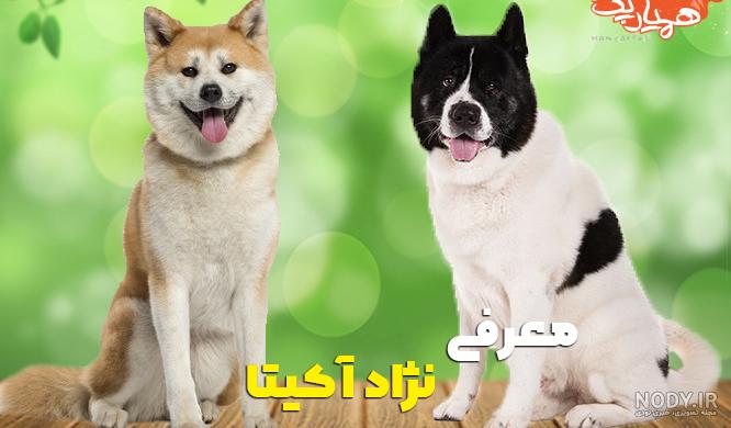 جنگ سگ کن کورسو با پیت بول