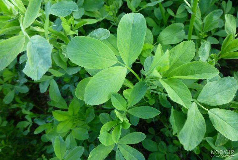 خواص بذر یونجه