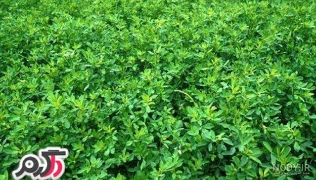 خواص بذر یونجه با عسل