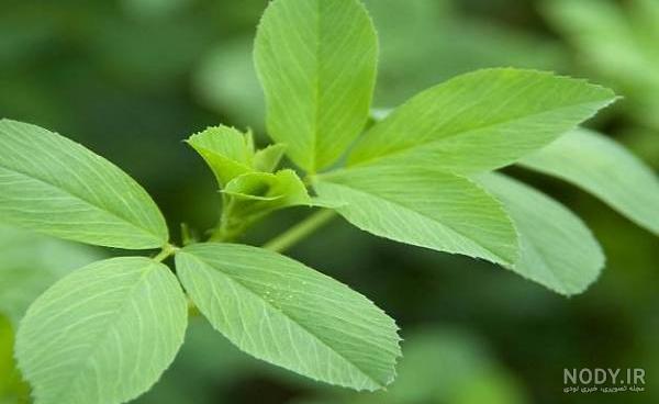 خواص بذر یونجه برای اسپرم
