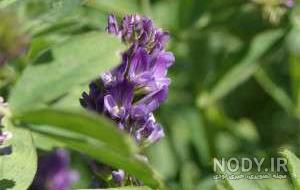 خواص بذر یونجه برای چاقی