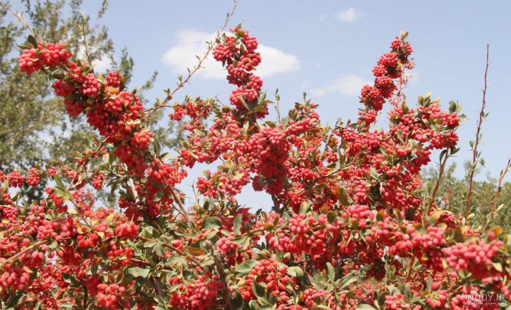 درخت زرشک سیاه
