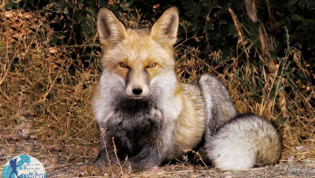 روباه غذای چه حیوانی است