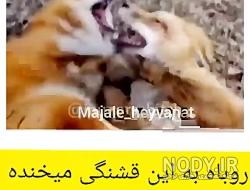 روباه قرمز در دختر کفشدوزکی روباه قرمز در دختر کفشدوزکی