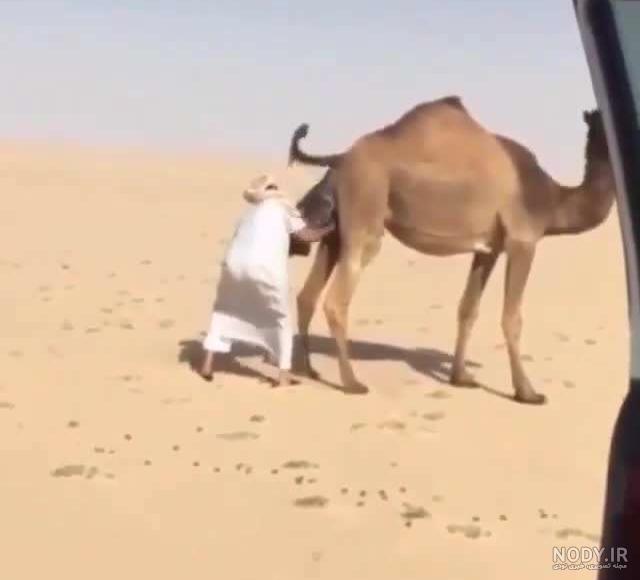 زایمان شتر چند ماه است