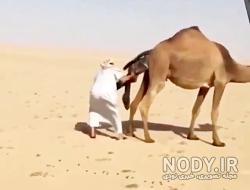 زایمان گربه