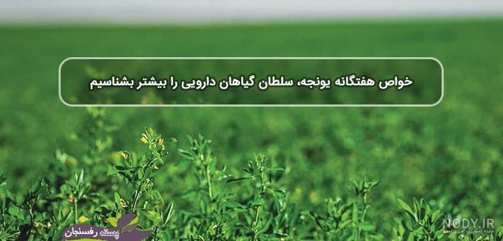 طریقه مصرف عرق یونجه