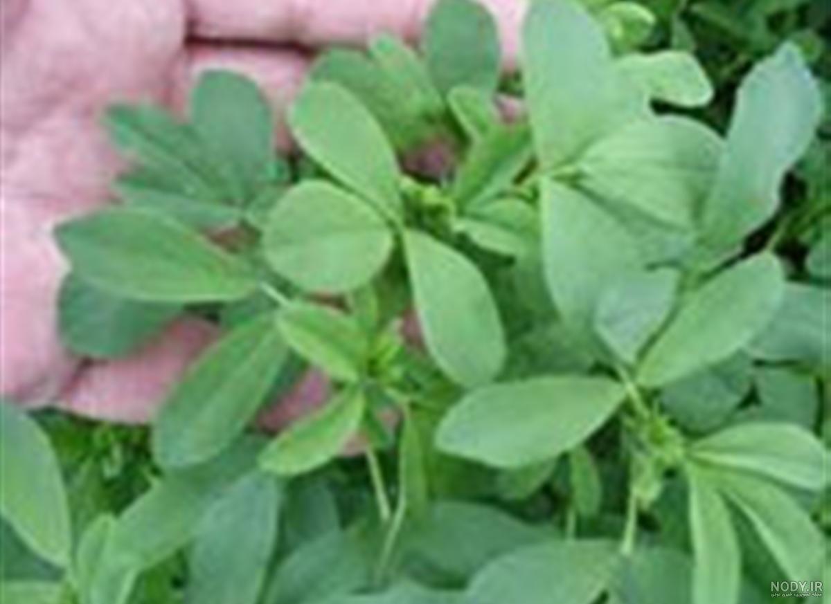 عکس یونجه با سرکه