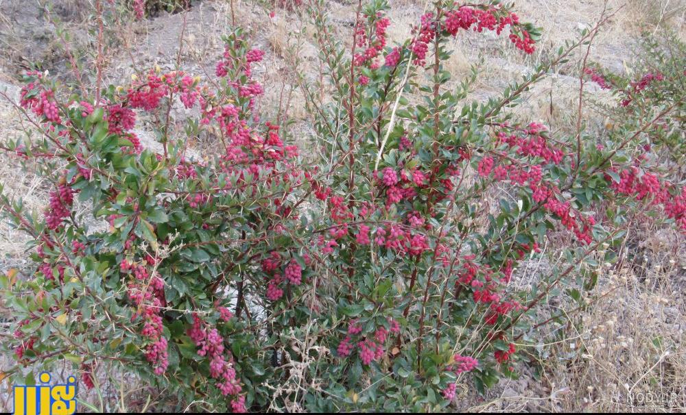 علت خشک شدن زرشک زینتی