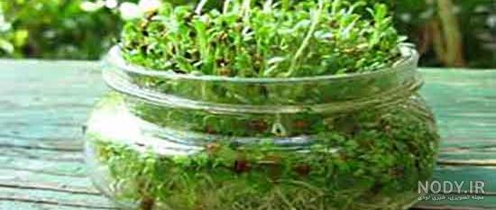 عوارض یونجه