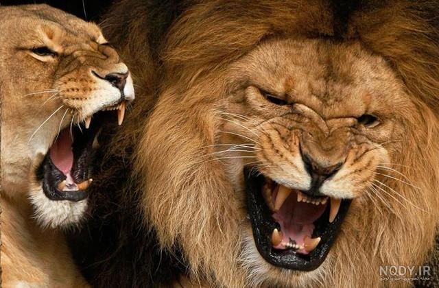 عکس از شیر های وحشی