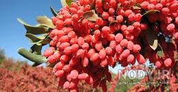 عکس بوته زرشک کوهی