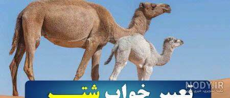 عکس بچه شتر