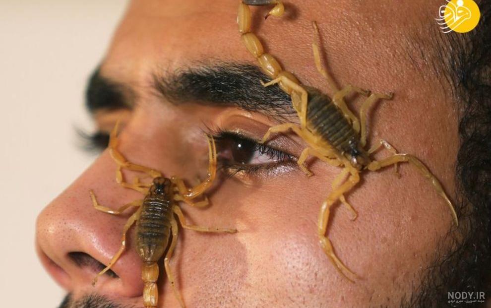 عکس بچه عقرب زرد عکس بچه عقرب زرد