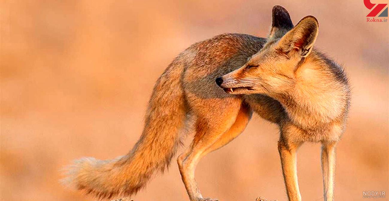 عکس روباه در ایران