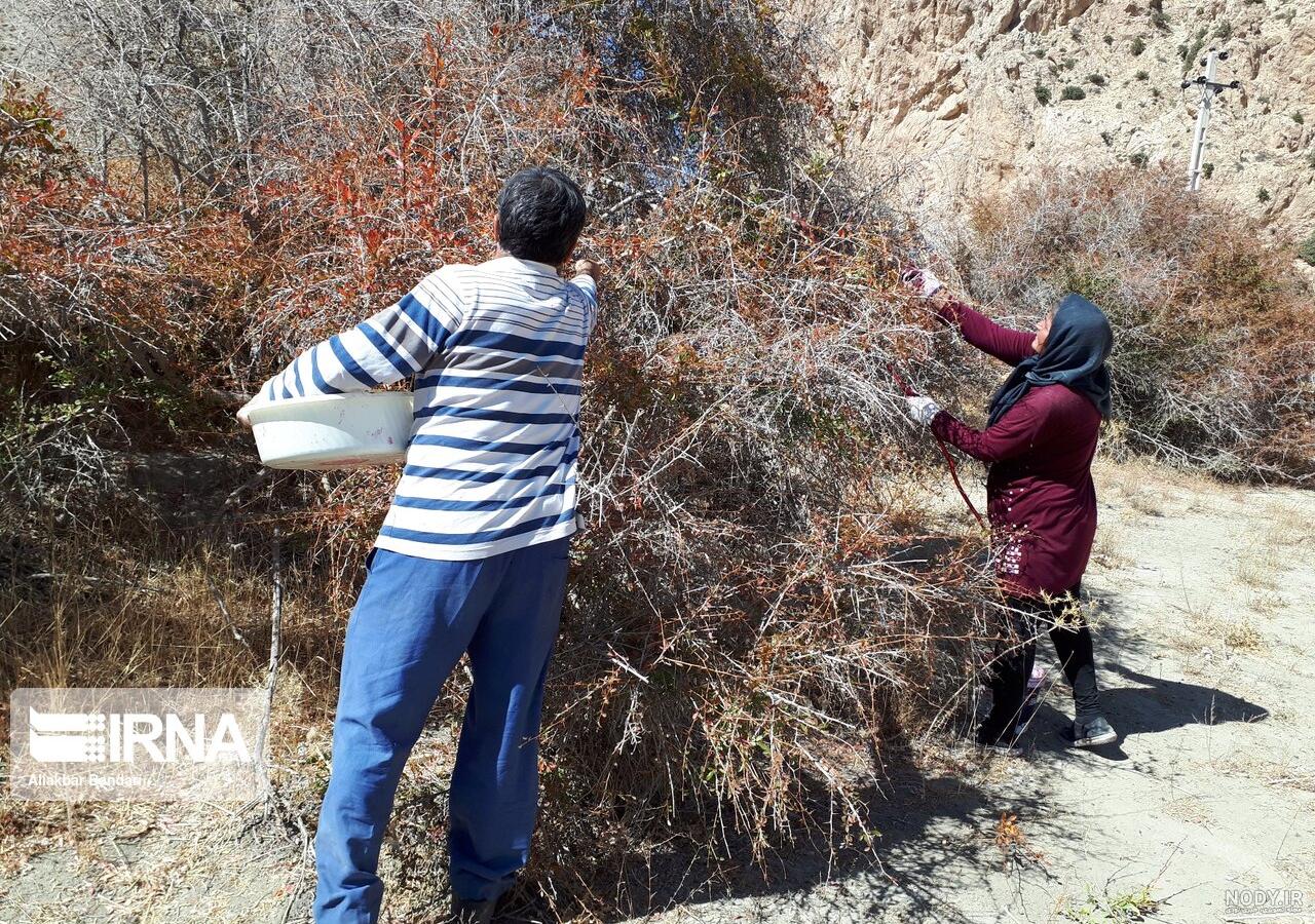عکس زرشک کوهی