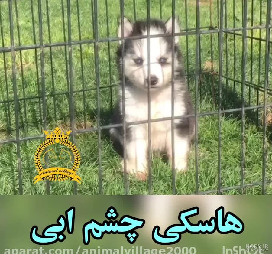عکس سگ هاسکی پشمالو