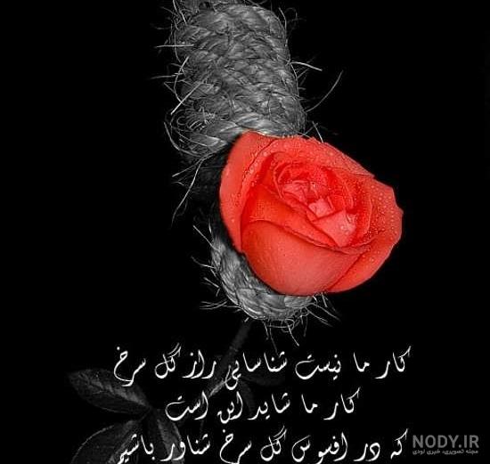 عکس عاشقانه گل رز عکس عاشقانه گل رز
