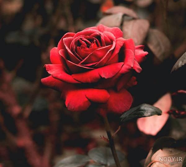 عکس نوشته گل رز غمگین عکس نوشته گل رز غمگین