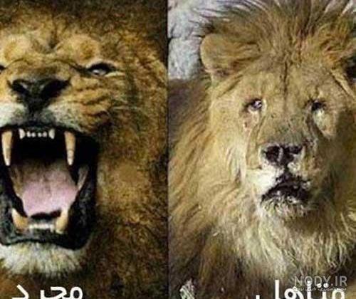 عکس شیر طنز