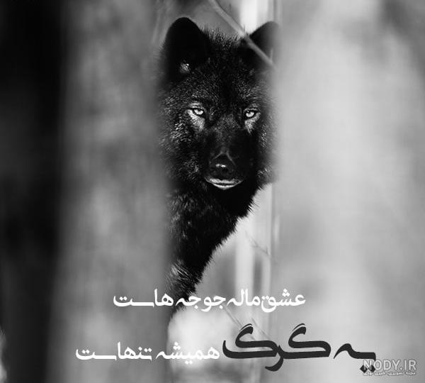 عکس پروفایل شعر لاتی عکس پروفایل شعر لاتی