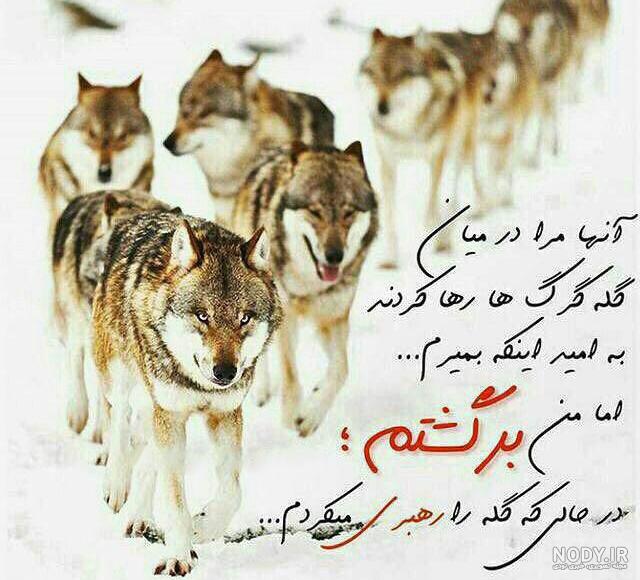 عکس پروفایل لاتی عکس پروفایل لاتی