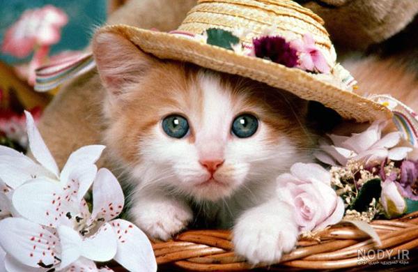 عکس گربه فانتزی برای پروفایل